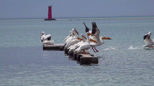 A group of pelicans perched on a dock, with one taking off, and a red lighthouse in the background on calm waters.
