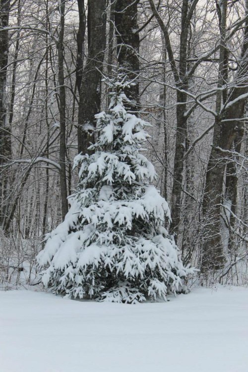 A snow-covered evergreen tree stands in a winter forest, surrounded by bare trees and a blanket of white snow.
