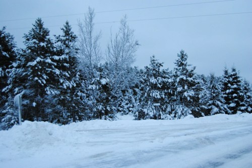 Snow-covered trees line a road, with a gray sky overhead and a blanket of snow on the ground.