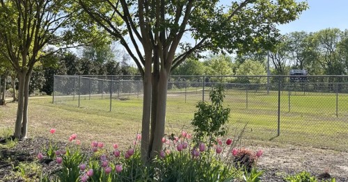 Pink flowers bloom along the fence line of a park in Mississippi.