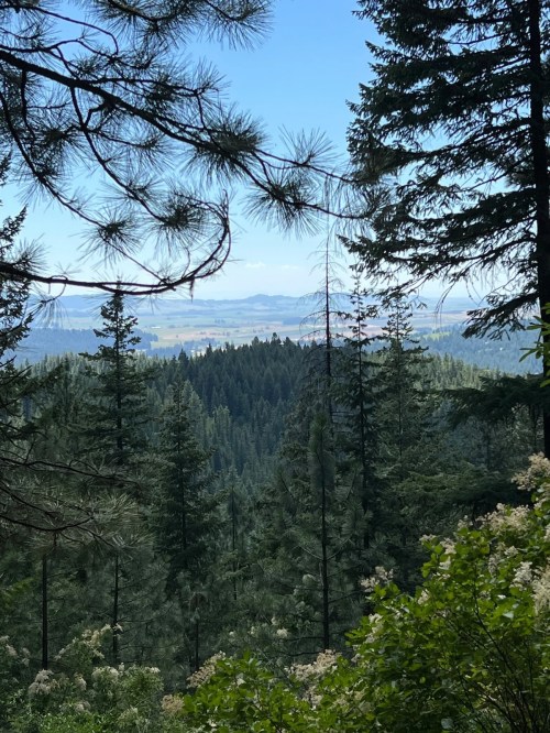 A scenic view of a lush forest with tall trees, overlooking a valley and distant mountains under a clear blue sky.