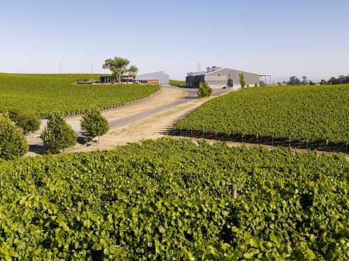 A scenic vineyard with lush green rows of grapevines, a winding road, and modern buildings in the background.