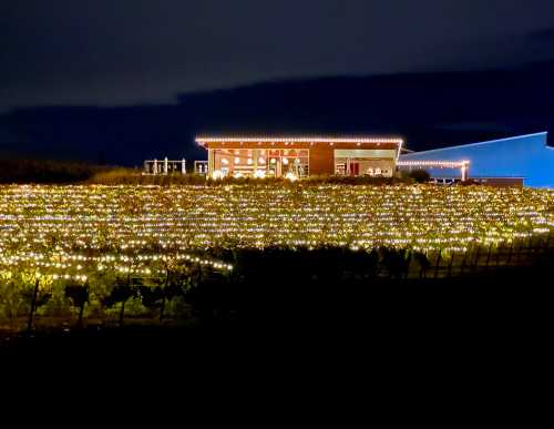 A vineyard at night, illuminated with string lights, featuring a modern building in the background.