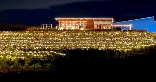 A vineyard illuminated with string lights at night, featuring a modern building in the background.