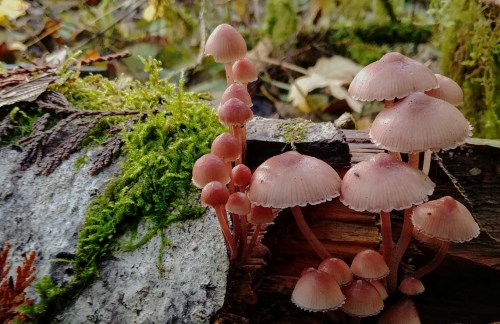 A cluster of pink mushrooms growing on a moss-covered log in a forest setting.