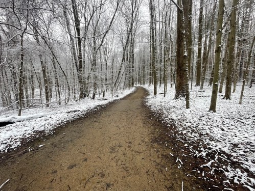 A snowy path winding through a forest with bare trees and a light dusting of snow on the ground.