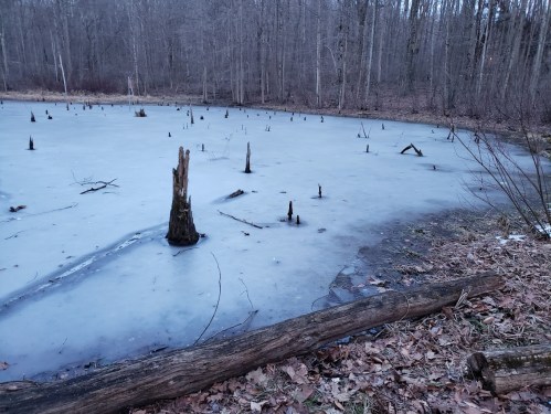 A frozen pond surrounded by bare trees, with stumps protruding from the ice and fallen leaves along the shore.