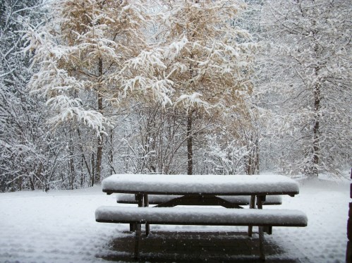 A snow-covered picnic table surrounded by trees blanketed in fresh snow.