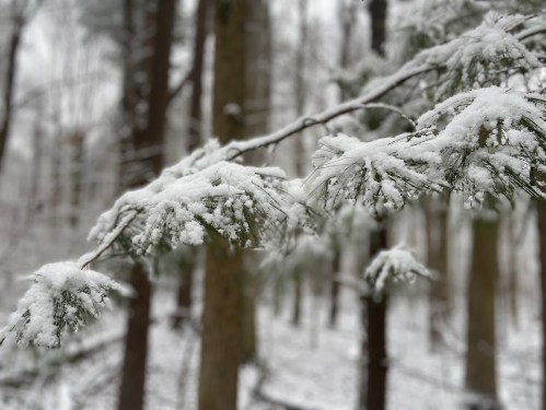 A close-up of a snow-covered pine branch in a snowy forest, with trees blurred in the background.