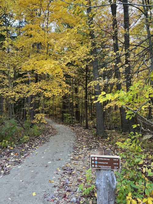 A winding trail through a forest with vibrant yellow leaves and a directional sign for nearby paths.
