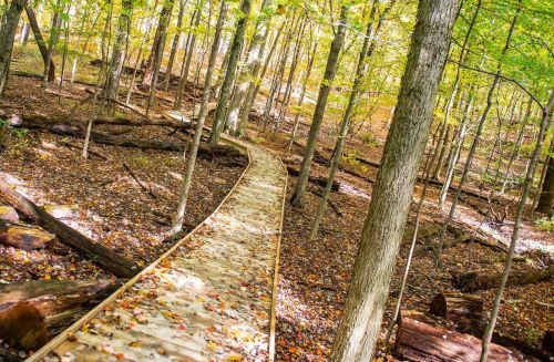 A winding wooden path through a vibrant autumn forest, surrounded by trees and fallen leaves.