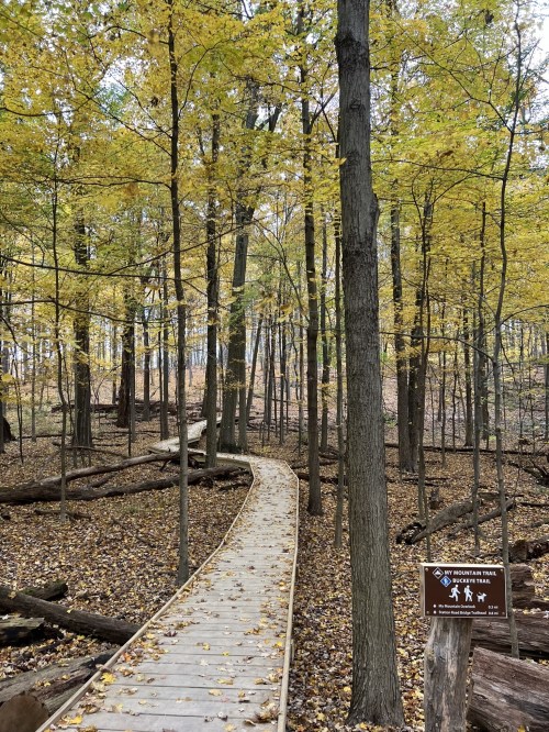 A wooden boardwalk winds through a forest of autumn trees with yellow leaves, beside a trail sign.
