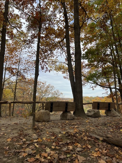 A serene view of a forest in autumn, featuring benches and colorful leaves on the ground.