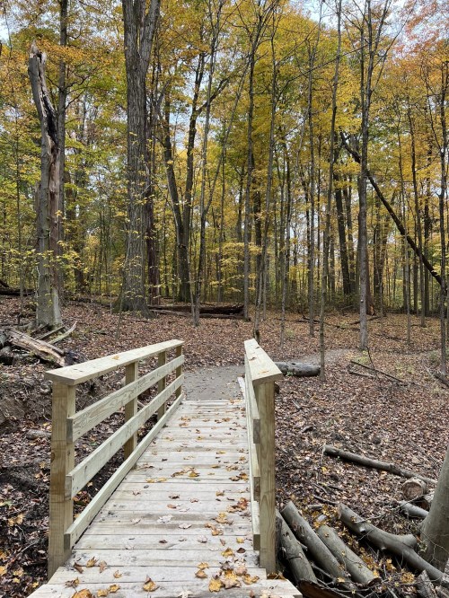 A wooden bridge crosses a path in a forest with autumn foliage and fallen leaves on the ground.