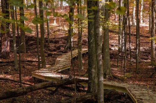 A winding wooden path through a forest with autumn foliage and sunlight filtering through the trees.