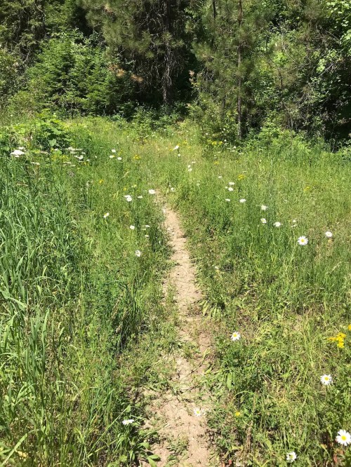 A narrow dirt path winds through lush green grass and wildflowers in a sunny forest setting.