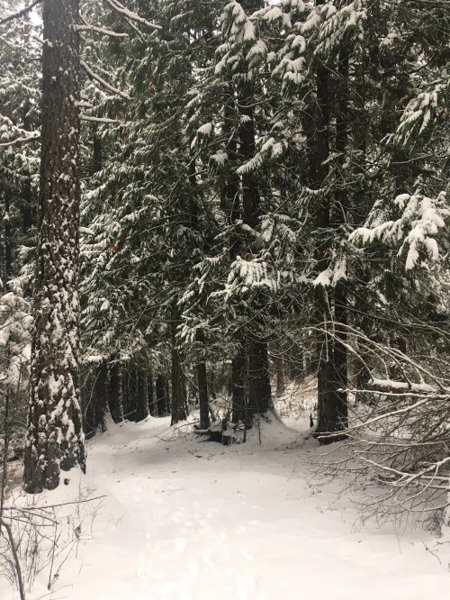 A snowy forest path surrounded by tall evergreen trees, with a blanket of snow covering the ground.