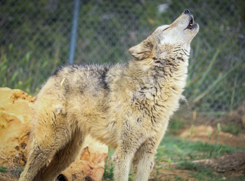 A wolf howling with its head raised, surrounded by natural scenery and a fence in the background.