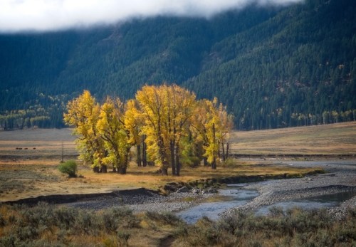 A cluster of golden autumn trees by a river, surrounded by mountains and a cloudy sky.