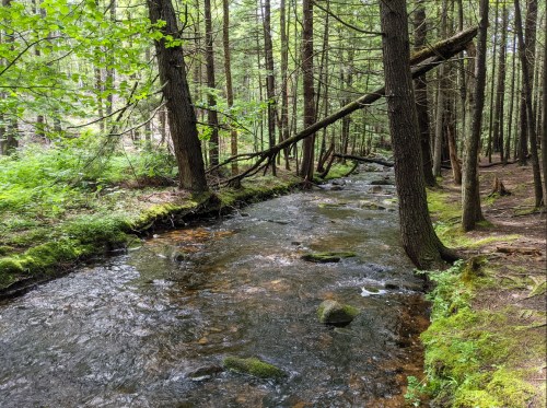 A serene forest scene featuring a flowing stream surrounded by lush greenery and tall trees.