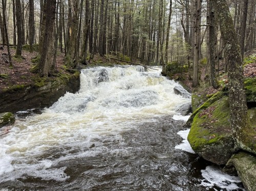 A rushing stream flows over rocks in a forest, surrounded by trees and mossy stones.