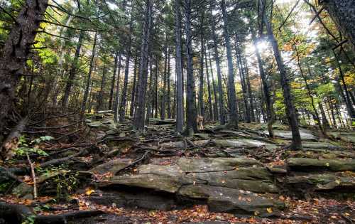 A dense forest with tall trees, rocky ground, and scattered autumn leaves under soft sunlight.