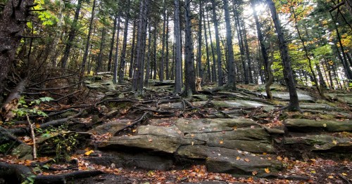 A dense forest with tall trees, rocky terrain, and autumn leaves scattered on the ground.