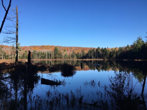 A serene lake reflects autumn foliage under a clear blue sky, surrounded by trees and marshy land.