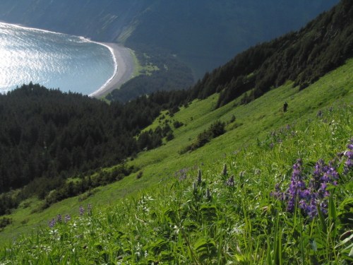 A lush green hillside with purple flowers, overlooking a serene beach and calm ocean under a clear sky.