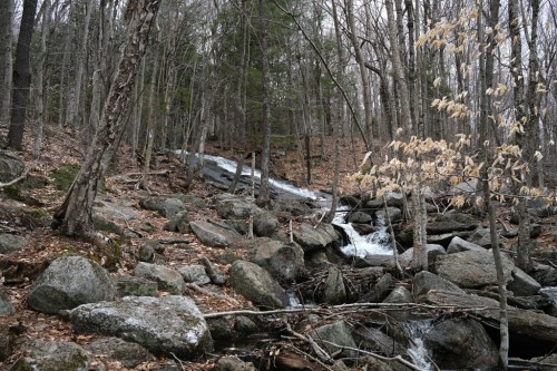 A serene forest scene with a rocky stream flowing through trees, surrounded by fallen leaves and bare branches.