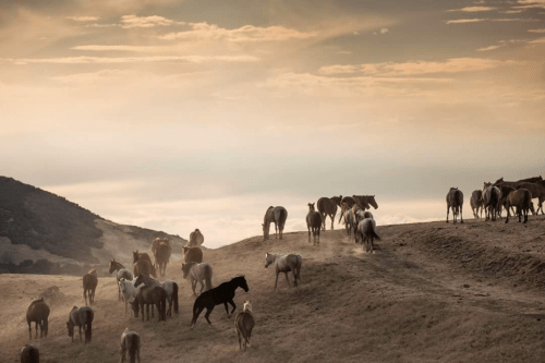 A herd of horses grazing on a hillside at sunset, with a dramatic sky in the background.