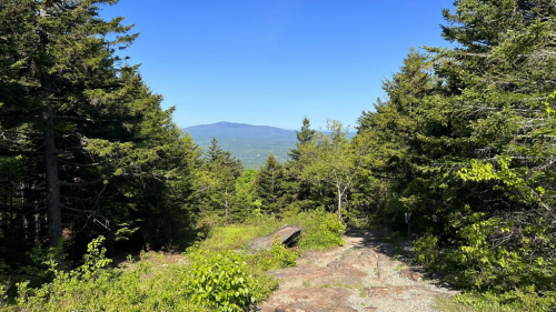 A scenic view of a forested trail leading to distant mountains under a clear blue sky.