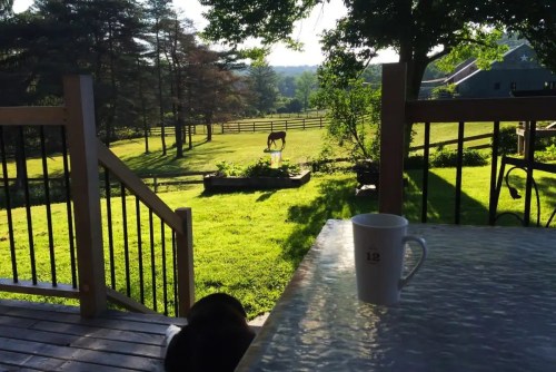 A serene view from a porch, featuring a horse in a green field and a coffee mug on a table.