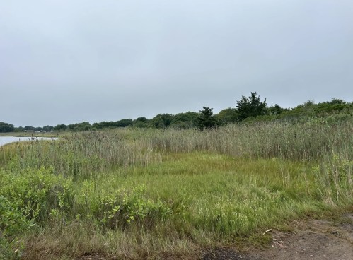 A serene landscape featuring tall grasses and shrubs by a calm body of water under a cloudy sky.