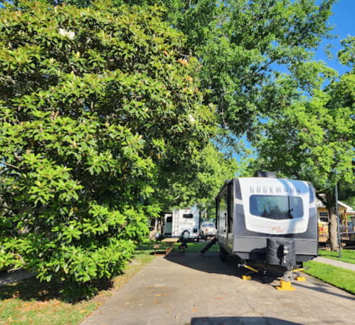 A sunny campsite with RVs parked along a tree-lined path, surrounded by lush greenery.