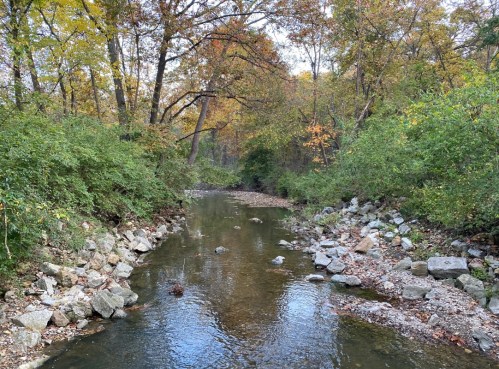 A serene creek flows through a wooded area with autumn foliage and rocky banks.