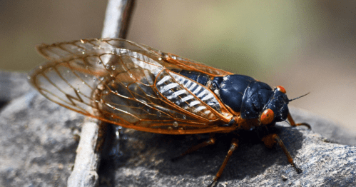 Close-up of a cicada resting on a rock, showcasing its transparent wings and vibrant orange and black body.