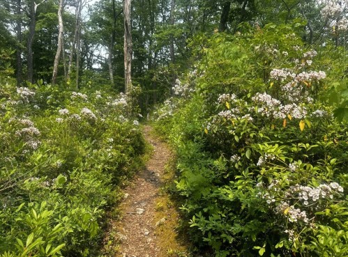 A narrow dirt path winds through a lush forest filled with blooming white flowers and green foliage.