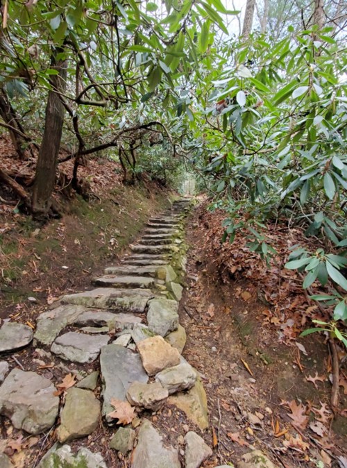 A stone pathway winds through a lush, green forest with rhododendron bushes and fallen leaves.