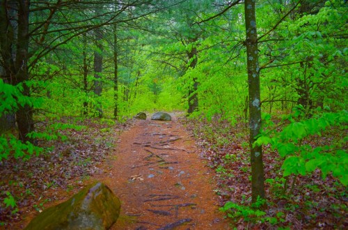 A serene forest path surrounded by vibrant green foliage and scattered rocks, inviting exploration.