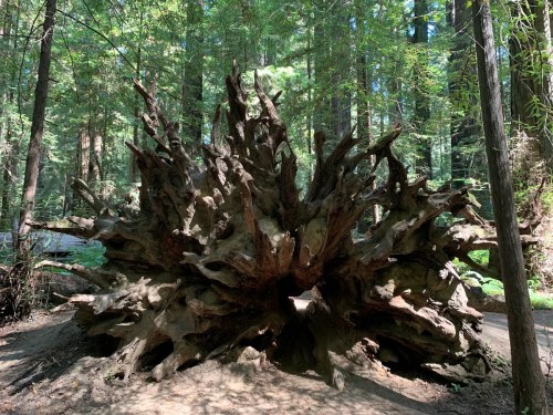 A large, gnarled tree stump with twisted roots, surrounded by lush green forest. Sunlight filters through the trees.