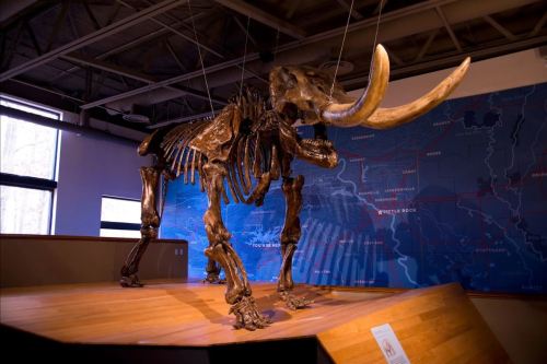 A mounted skeleton of a mammoth displayed in a museum, with a map backdrop and wooden flooring.