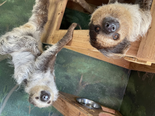 Two sloths hanging upside down from a wooden structure, with one looking directly at the camera.