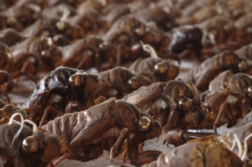 A close-up of numerous cicadas arranged closely together, showcasing their detailed exoskeletons.