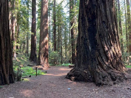 A serene forest path surrounded by towering redwood trees and lush greenery. Sunlight filters through the leaves.
