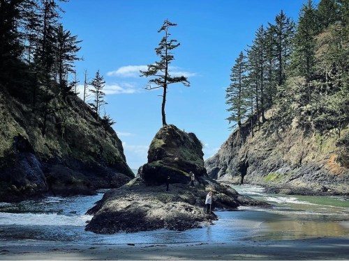 A rocky beach scene with a lone tree on a rock, surrounded by water and tall trees under a clear blue sky.
