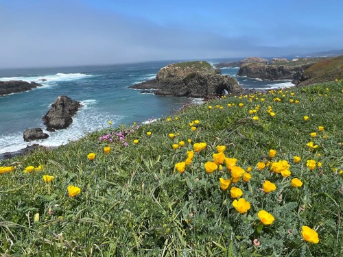 A coastal scene with vibrant yellow flowers in the foreground and rocky cliffs by the ocean under a clear blue sky.