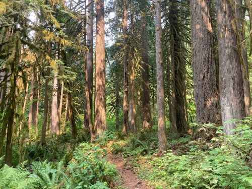 A serene forest scene with tall trees, lush greenery, and a winding dirt path through the underbrush.