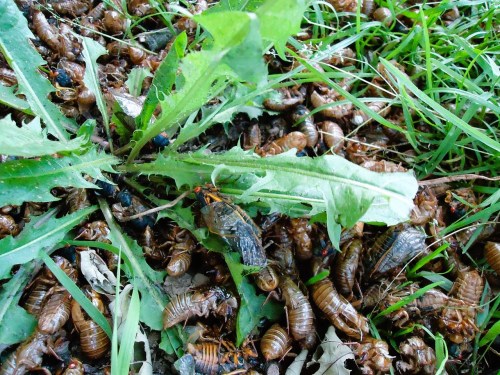 A patch of grass and dandelions covered with numerous cicada shells and a few live cicadas.