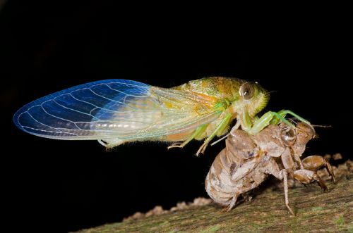 A vibrant cicada with translucent wings perched on a brown, shed exoskeleton against a dark background.